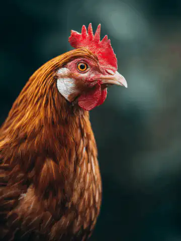 Forgotten Chicken