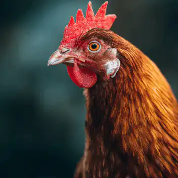 Forgotten Chicken